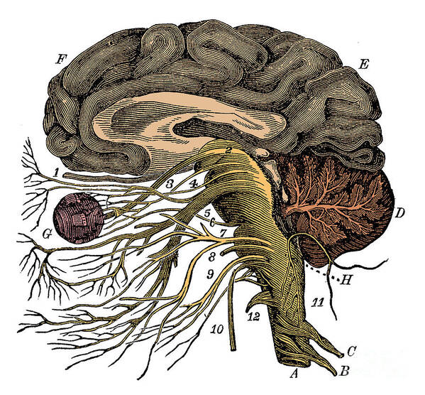 Brain Poster featuring the photograph Brain And Cranial Nerves #1 by Science Source