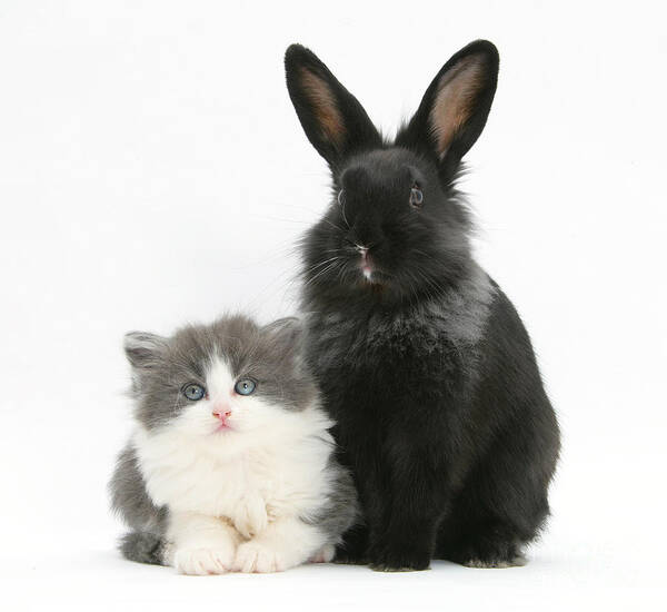 Nature Poster featuring the photograph Kitten And Rabbit #77 by Mark Taylor