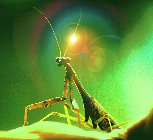 Praying Mantis Poster featuring the digital art A Close Encounter by Carrie OBrien Sibley