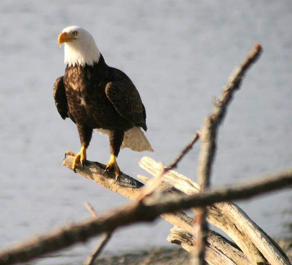 Bald Eagle Poster featuring the photograph Bald Eagle On Driftwood by Kym Backland
