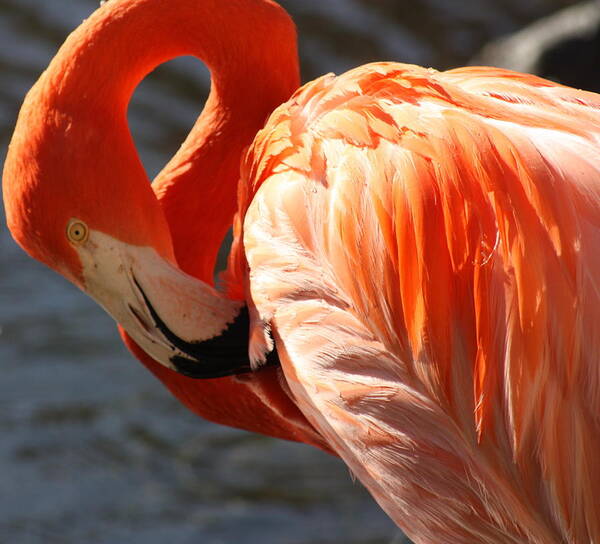 Flamingo Poster featuring the photograph Beautiful Bird by Kim Galluzzo Wozniak