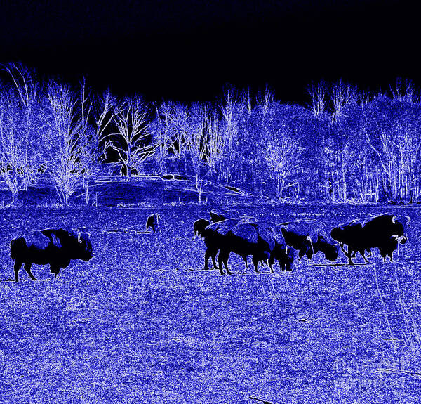 Blue Buffalos Poster featuring the photograph Blue Buffalas by Kim Galluzzo