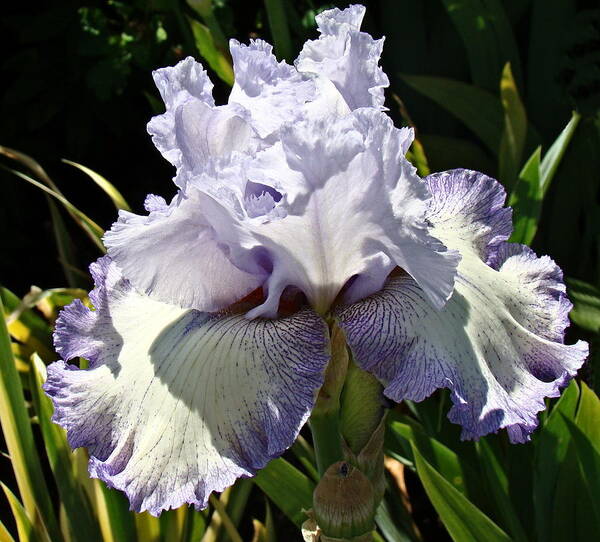 Iris Poster featuring the photograph Blue Iris by Nick Kloepping