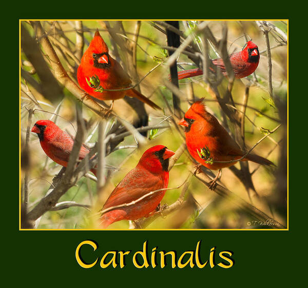 Collage Poster featuring the photograph Cardinals in the Mist by Trudy Wilkerson