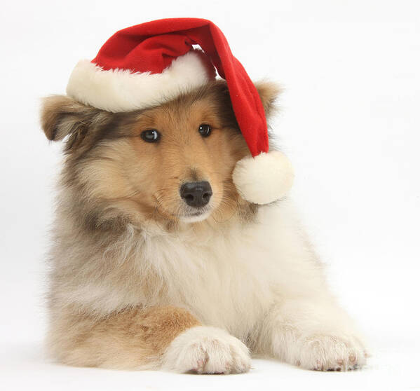 Dog Poster featuring the photograph Christmas Collie Pup by Mark Taylor