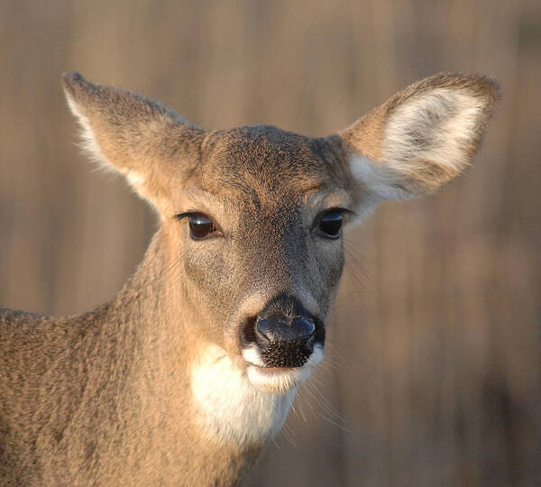 Deer Poster featuring the photograph Deer at dusk by Diane Giurco