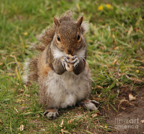 Squirrel Poster featuring the photograph Dont Even Think About It Its Mine by Grace Grogan