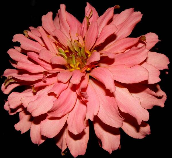 Zinnia Poster featuring the photograph Even At Night She Shows Beauty by Kim Galluzzo