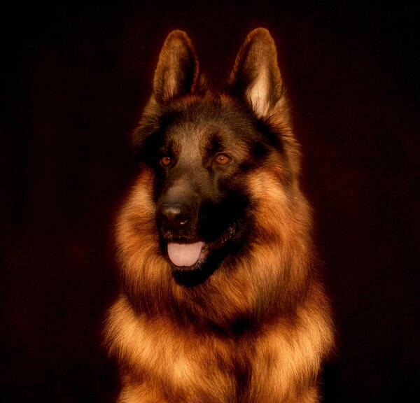 Dogs Poster featuring the photograph German Shepherd Portrait by Sandy Keeton