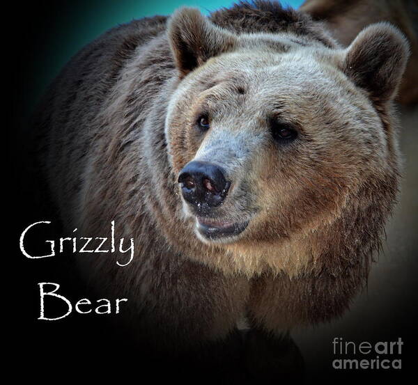 Animal Poster featuring the photograph Grizzly Bear by Eva Thomas
