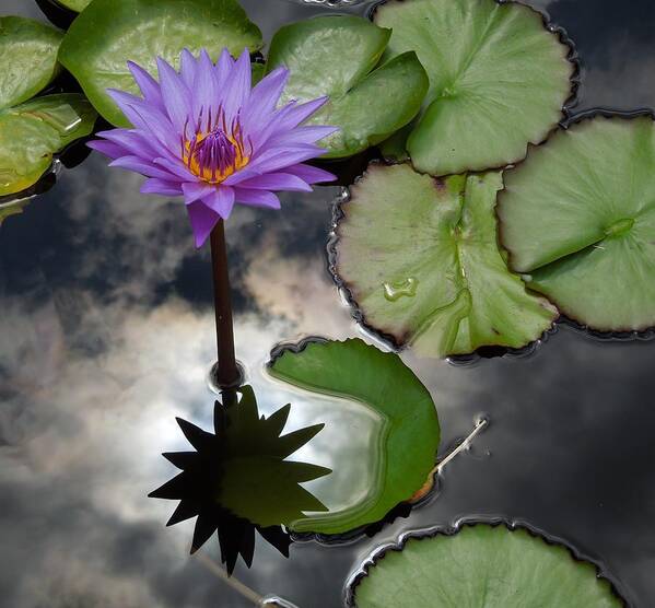 Water Lily Poster featuring the photograph Heaven and Earth Reflections by Chad and Stacey Hall