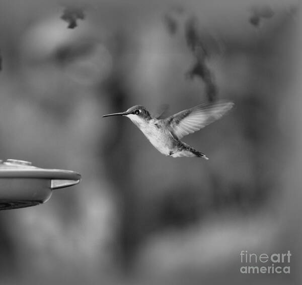 Bird Poster featuring the photograph Hummingbird Black And White by Donna Brown