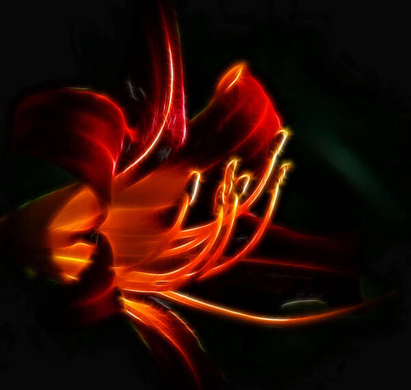 Lily Poster featuring the photograph Lily Flame by Joetta West