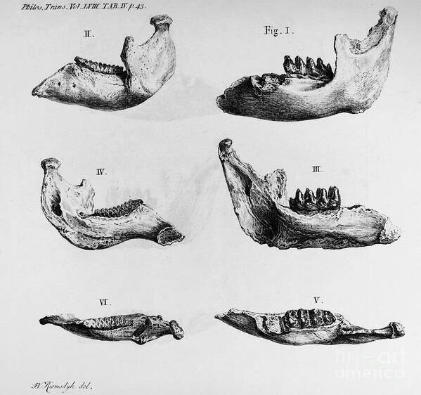 1760s Poster featuring the photograph Mastodon Bones by Granger