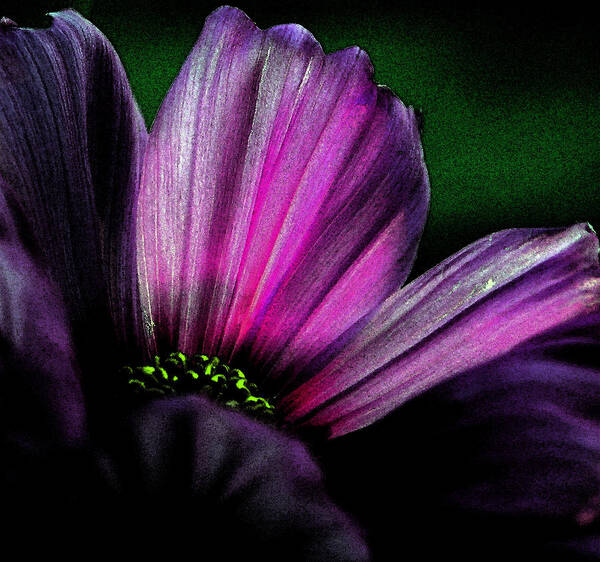 Digital Art Poster featuring the photograph Purple Petals by Karen Harrison Brown