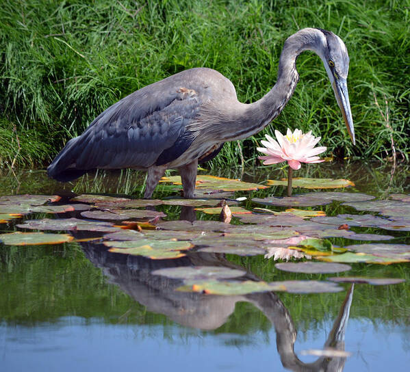 Great Blue Heron Poster featuring the photograph Reflections At Lilly Pond by Fraida Gutovich