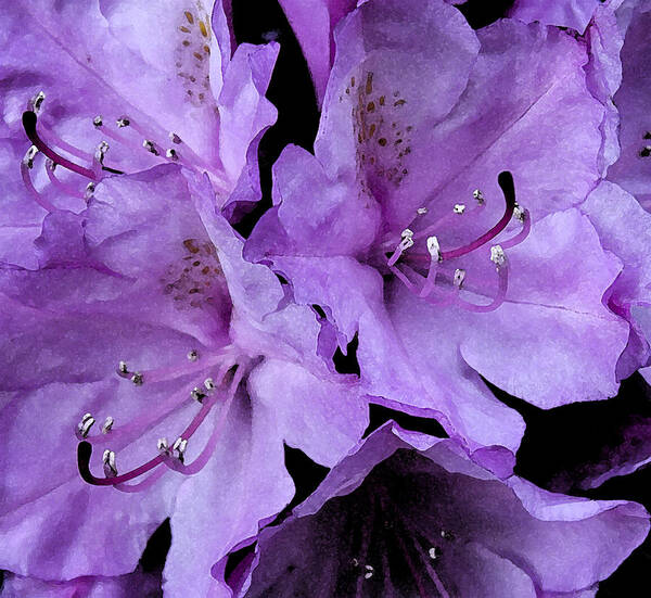 Nature Poster featuring the photograph Rhododendron II by Michael Friedman