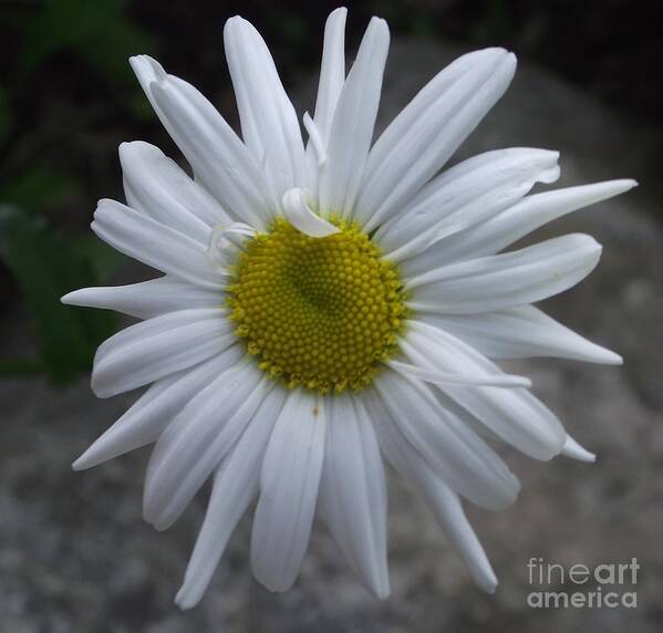 Garden Flower Poster featuring the photograph Shasta Daisy by Michelle Welles