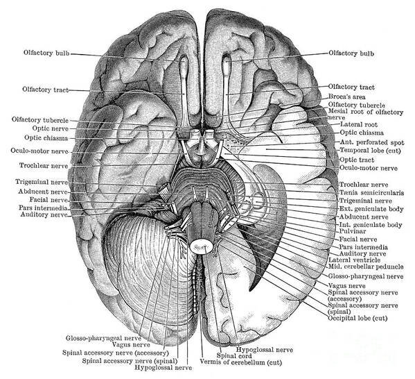Brain Poster featuring the photograph Undersurface Of The Brain by Science Source