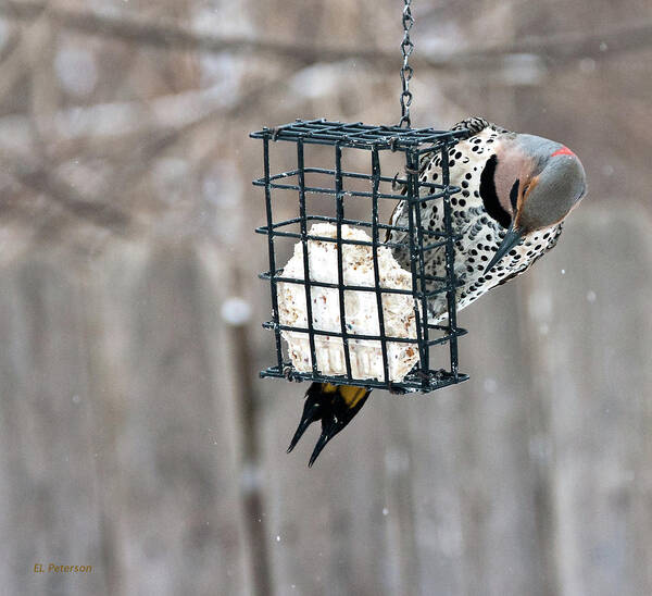 Yellow Shafted Northern Flicker Poster featuring the photograph Winter Feeding by Ed Peterson