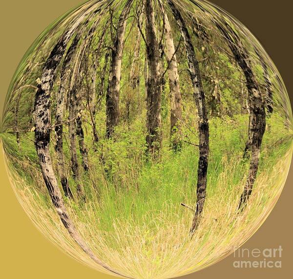 Landscapes Poster featuring the photograph Woods In Crystal Ball by Roland Stanke