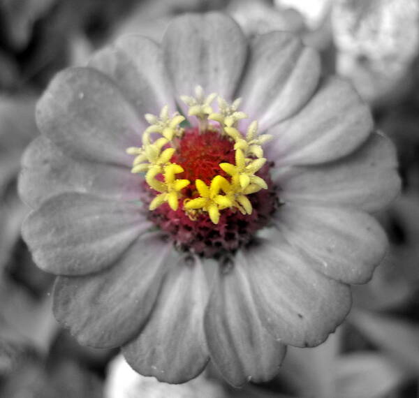 Zinnia Poster featuring the photograph Zinnia 1 by Life Makes Art