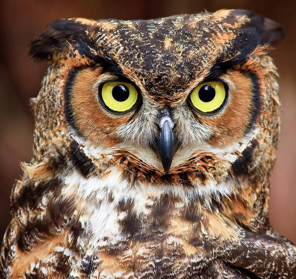 Great Horned Owls Poster featuring the photograph Great Horned Owl Head #2 by Jill Lang