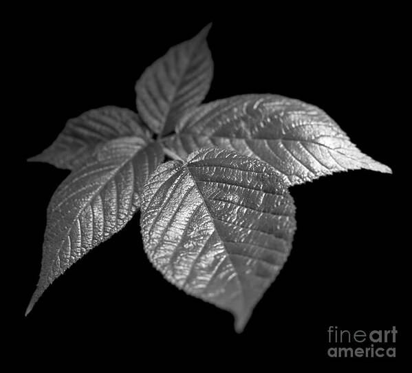 Plant Poster featuring the photograph Leaves #1 by Tony Cordoza