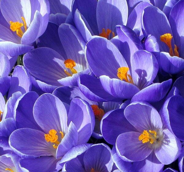 Crocus Poster featuring the photograph Spring Crocus Photograph #1 by Kimberly Walker