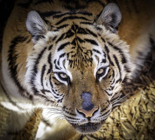 Wild Animal Sanctuary Poster featuring the photograph Tiger Stare Down #1 by Jason Moynihan