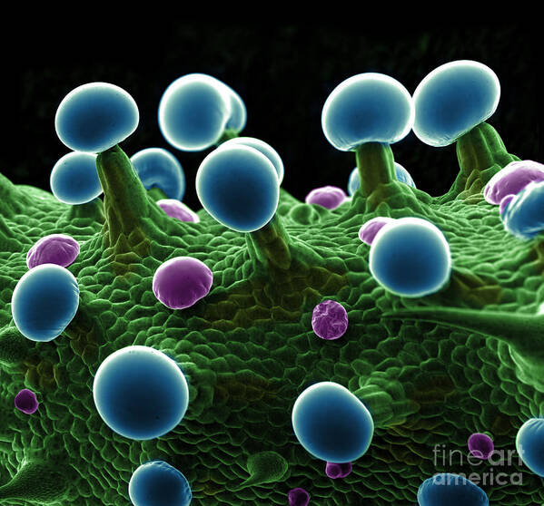 Biological Poster featuring the photograph Cannabis Trichomes, SEM #18 by Ted Kinsman