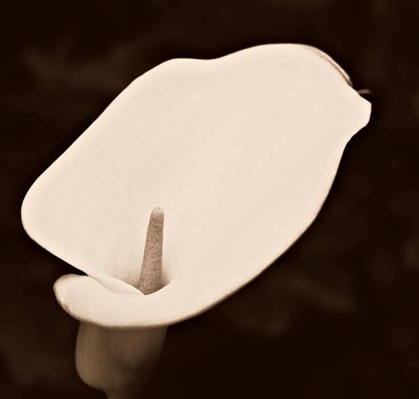 Calla Lily Poster featuring the photograph Calla Lily #2 by Cathie Tyler