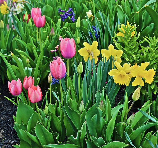 Tulips Poster featuring the photograph 2016 Acewood Tulips 4 by Janis Senungetuk