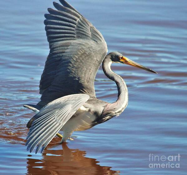 Tri Colored Heron Poster featuring the photograph Tri Colored Heron #5 by Paulette Thomas