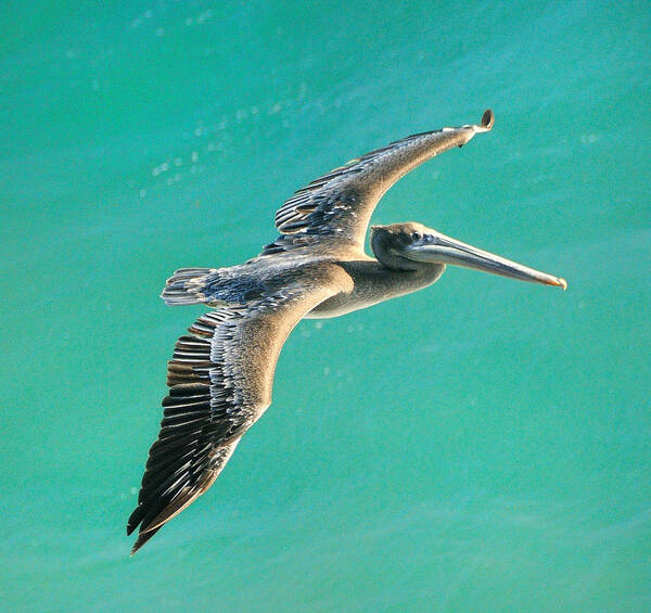 Pelican Poster featuring the photograph Pelican #7 by Marc Bittan