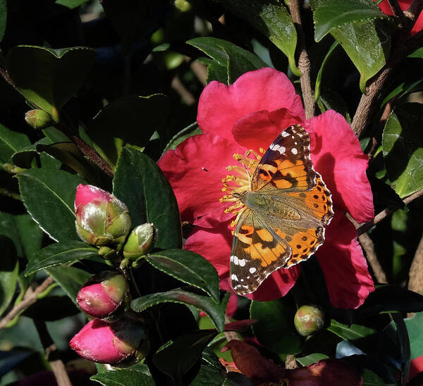 American Painted Lady Butterfly Poster featuring the photograph American Painted Lady on Camelia by Ronda Ryan