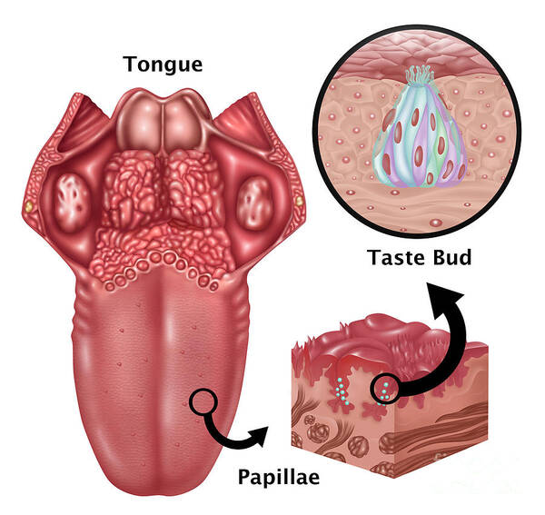 Science Poster featuring the photograph Anatomy Of Taste, Illustration by Gwen Shockey