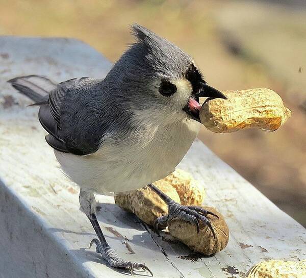 Tufted Titmouse Poster featuring the photograph And I'll Save This One for Later by Linda Stern