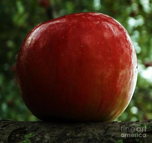 Fruit Poster featuring the photograph Apple Two by J L Zarek