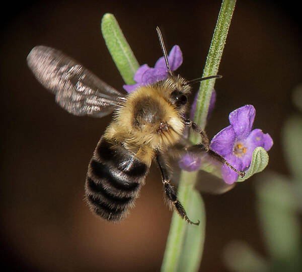 Bee Poster featuring the photograph Arrival by Len Romanick