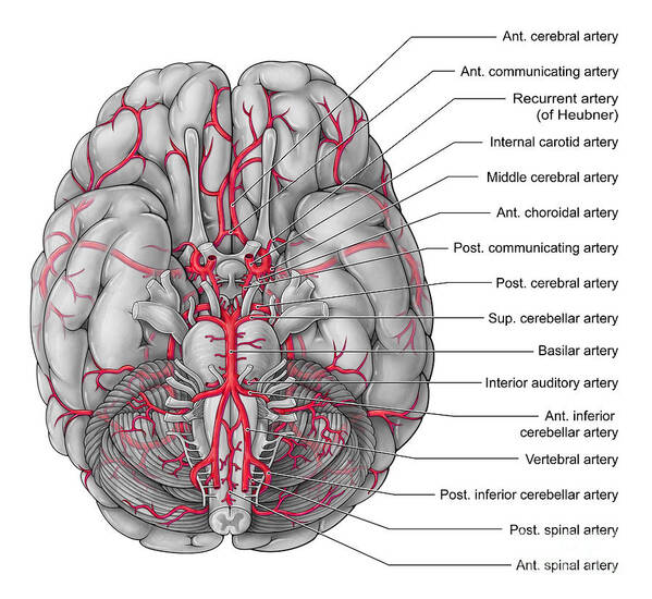 Art Poster featuring the photograph Arteries Of The Brain, Illustration by Evan Oto