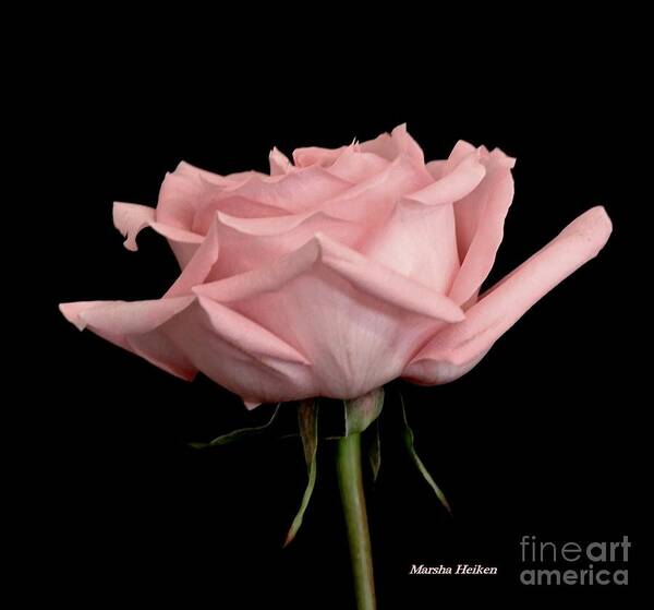 Photo Poster featuring the photograph Baby Pink Rose Two by Marsha Heiken