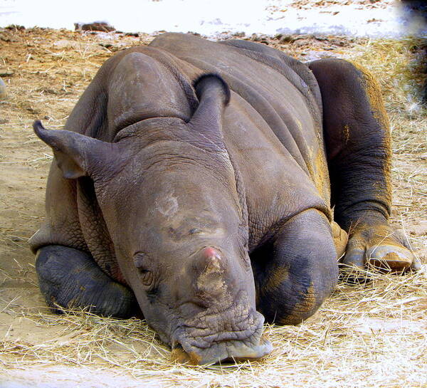 Rhino Poster featuring the photograph Baby Rhino Resting by Terri Mills