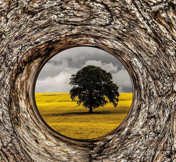 Bark Poster featuring the photograph Bark Framed Oak Tree by Shirley Mangini