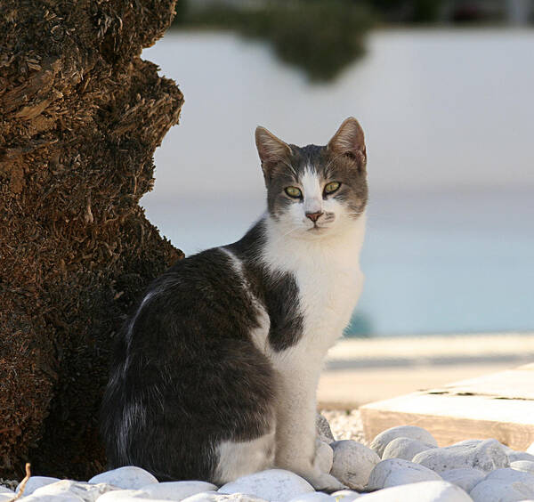 Cat Poster featuring the photograph Beach Cat by Gaile Griffin Peers