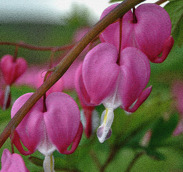 Diane Berry Poster featuring the photograph Bleeding Hearts 2 by Diane E Berry