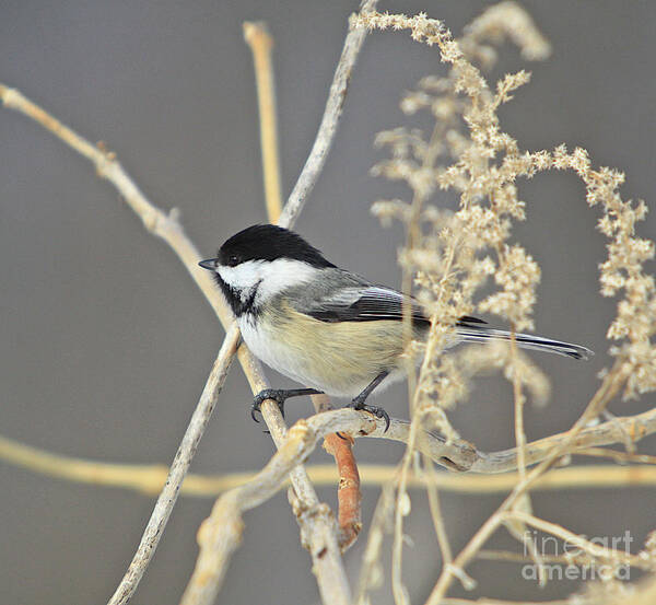 Additional Tags: Poster featuring the photograph Chickadee-8 by Robert Pearson