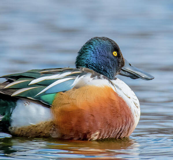 20170128 Poster featuring the photograph Colorful Male Northern Shoveler Close-Up by Jeff at JSJ Photography