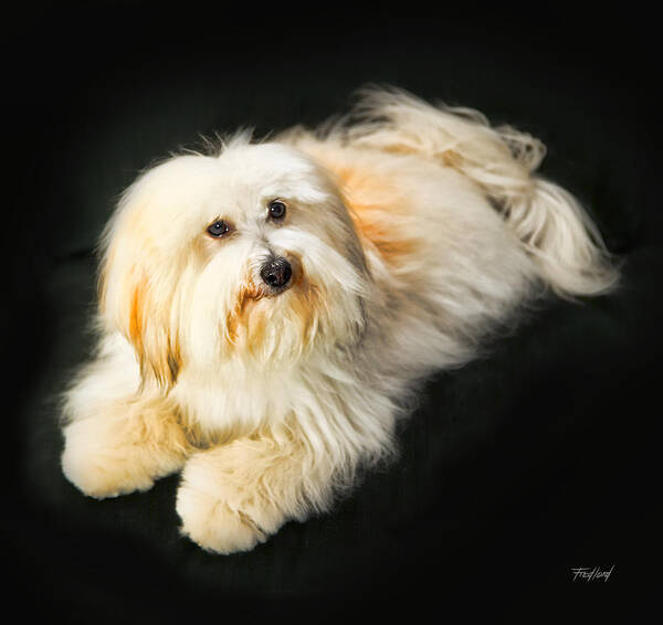 Coton De Tulear Poster featuring the photograph Coton de Tulear - Button by Fred J Lord