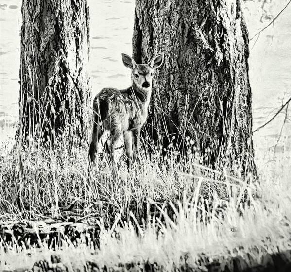 Fawn Poster featuring the photograph Curious by Kathy Bassett